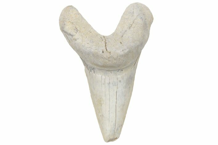 Cretaceous Ginsu Shark (Cretoxyrhina) Tooth - Kansas #211749